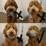 135120749_414044870026842_2388670342051553803_n